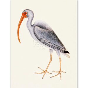 Mark Catesby White Ibis - Art Print