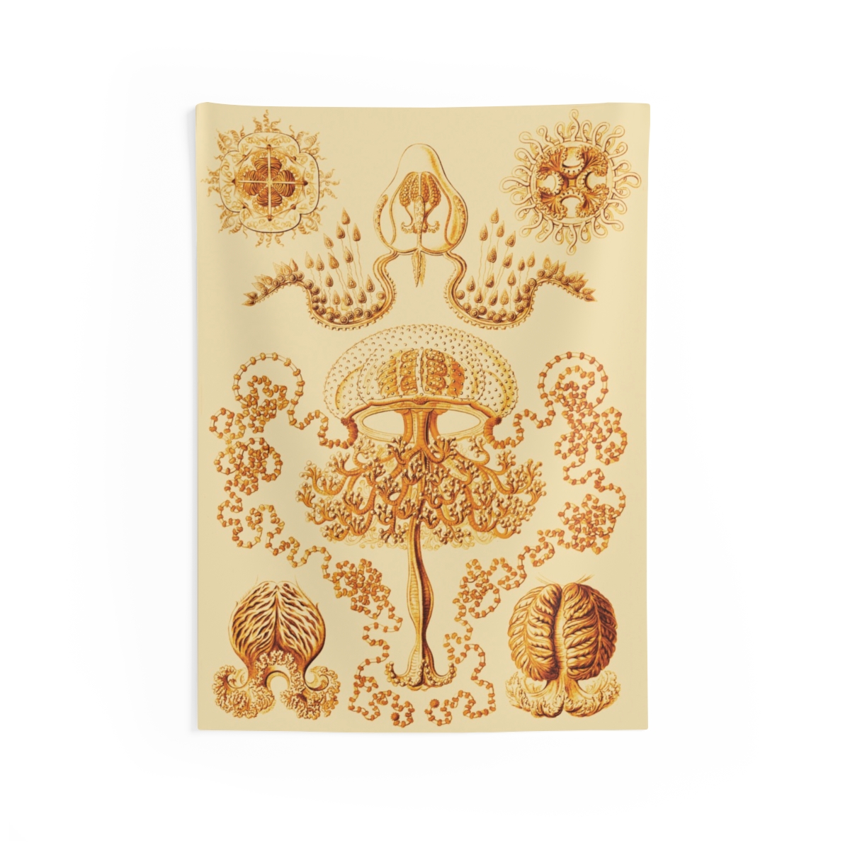 Anthomedusae Ernst Haeckel Indoor Wall Tapestry M4-12