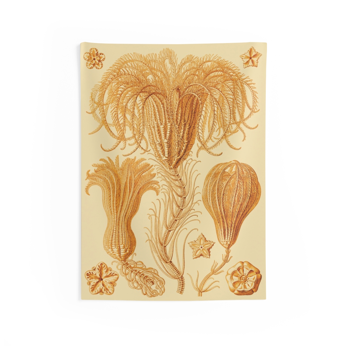 Crinoidea Ernst Haeckel - Indoor Wall Tapestry