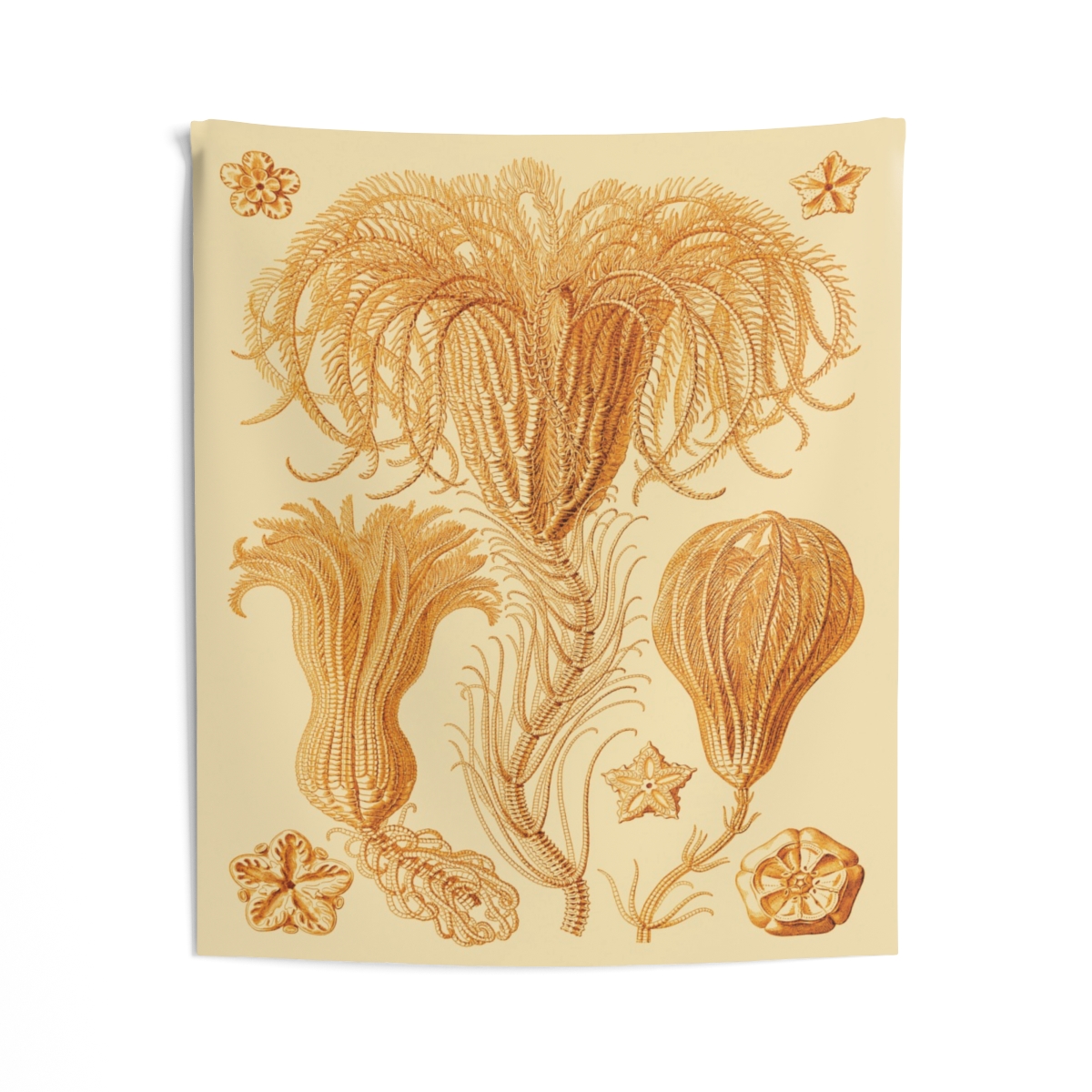 Crinoidea Ernst Haeckel - Indoor Wall Tapestry - Image 2