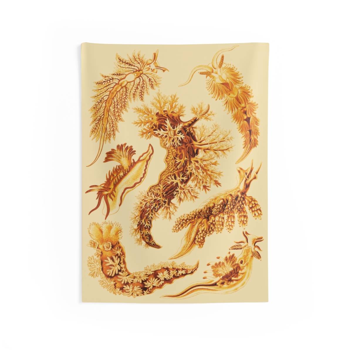Nudibranchia Ernst Haeckel Indoor Wall Tapestry M4-7 1 Nudibranchia Ernst Haeckel Indoor Wall Tapestry M4-7