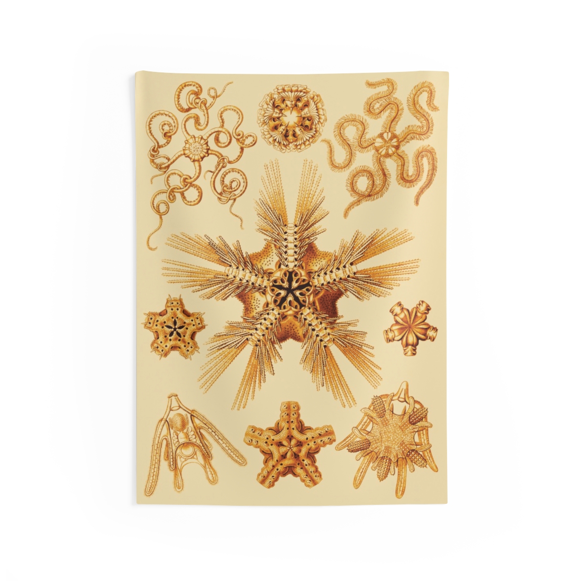 Ophiodea Ernst Haeckel Indoor Wall Tapestry M4-3 1 Ophiodea Ernst Haeckel Indoor Wall Tapestry M4-3