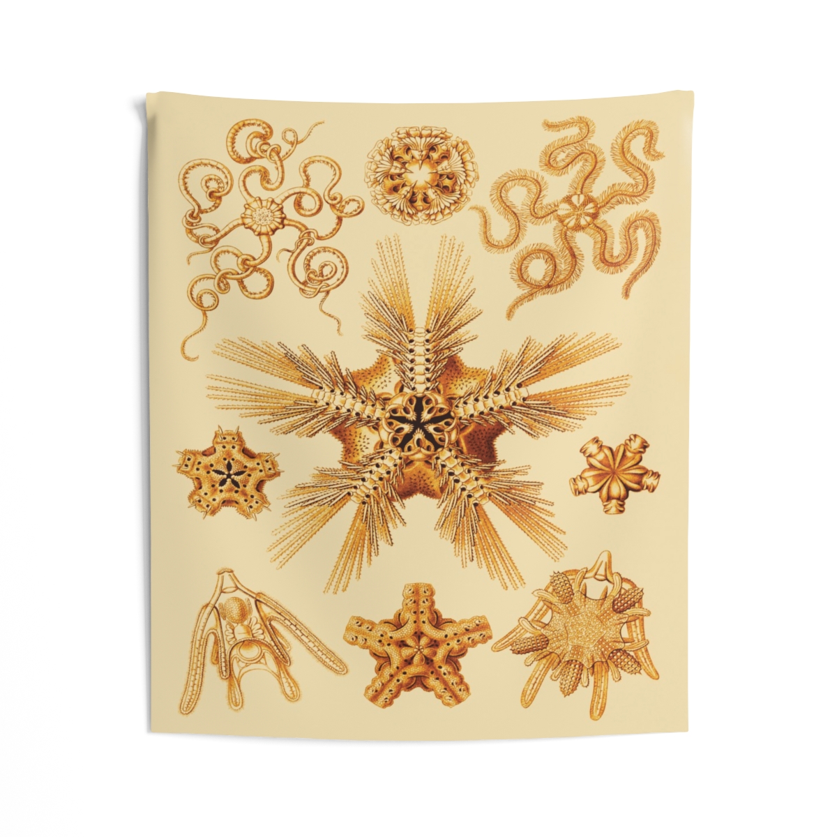 Ophiodea Ernst Haeckel Indoor Wall Tapestry M4-3 2 Ophiodea Ernst Haeckel Indoor Wall Tapestry M4-3 - Image 2