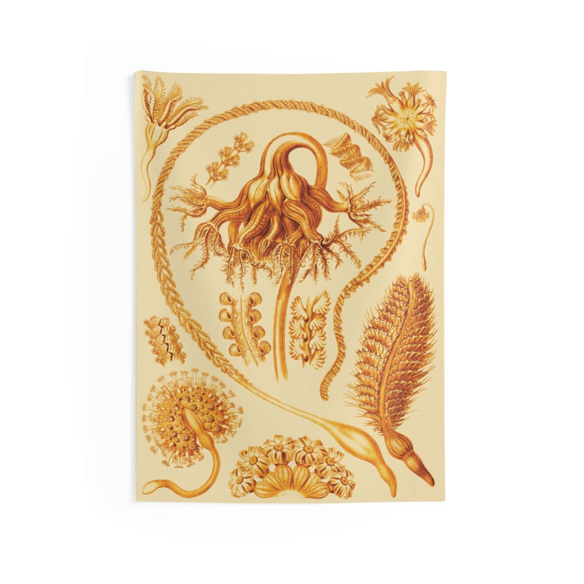 Pennatulida Ernst Haeckel Indoor Wall Tapestry M4-8