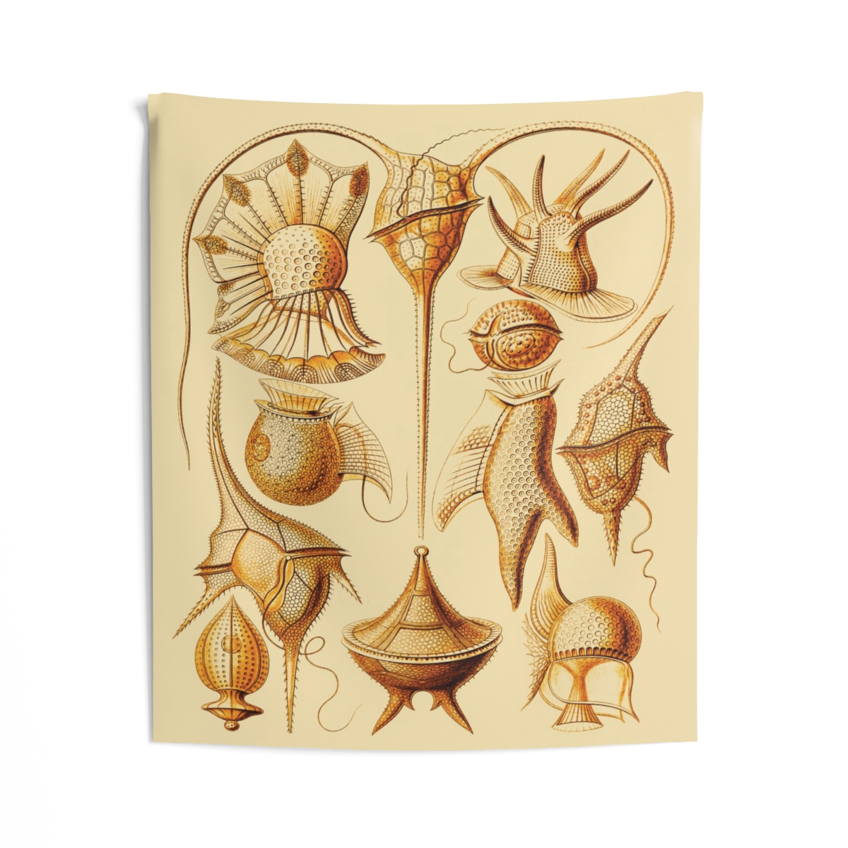 Peridinea Ernst Haeckel Indoor Wall Tapestry M4-2 - Image 2