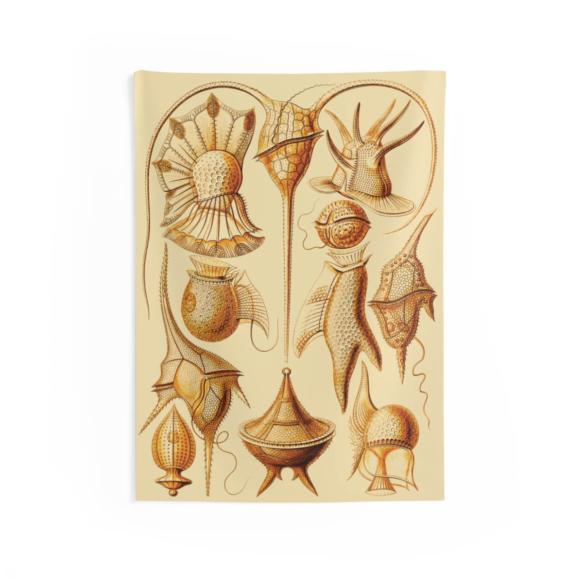 Peridinea Ernst Haeckel Indoor Wall Tapestry M4-2