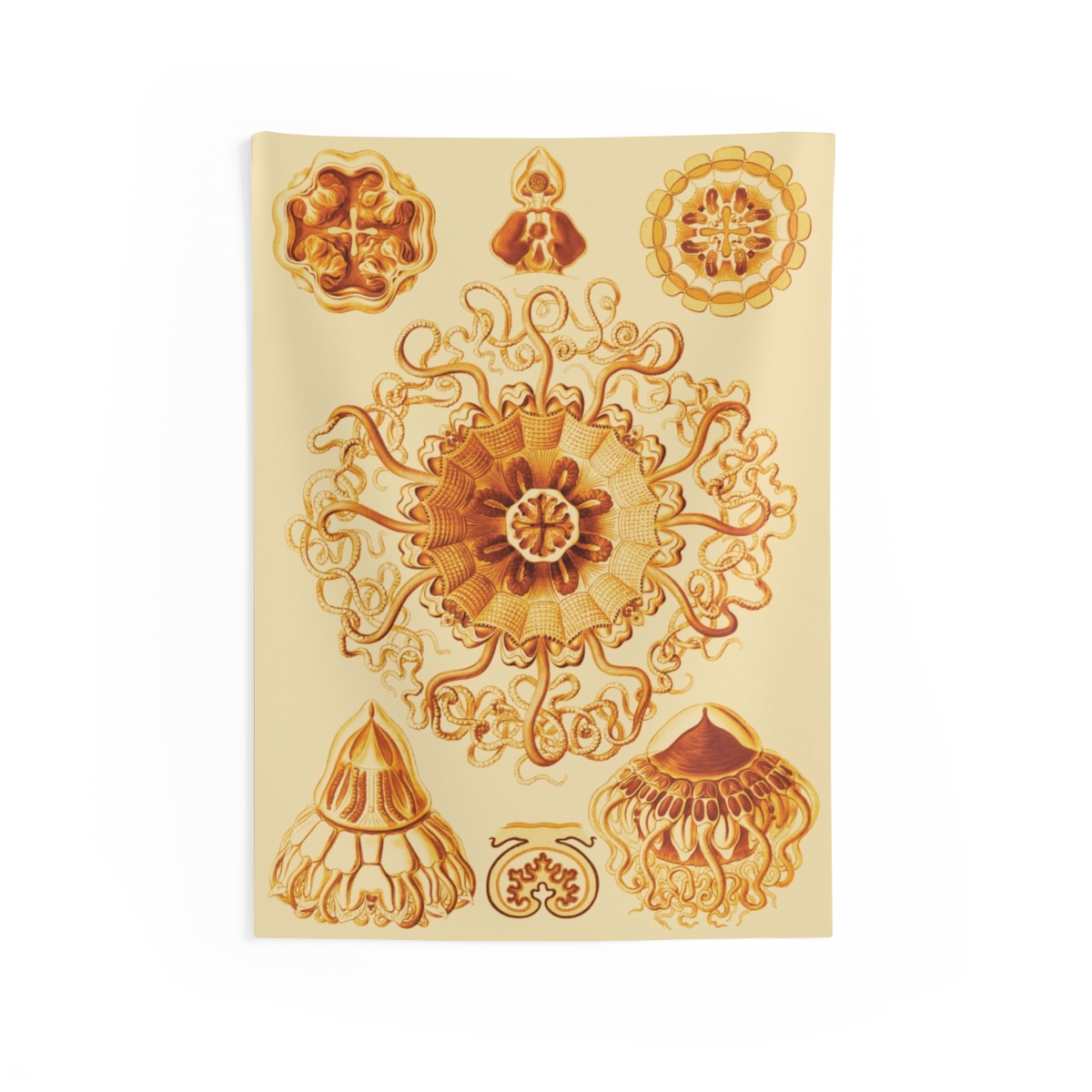 Peromedusae Ernst Haeckel Indoor Wall Tapestry M4-5