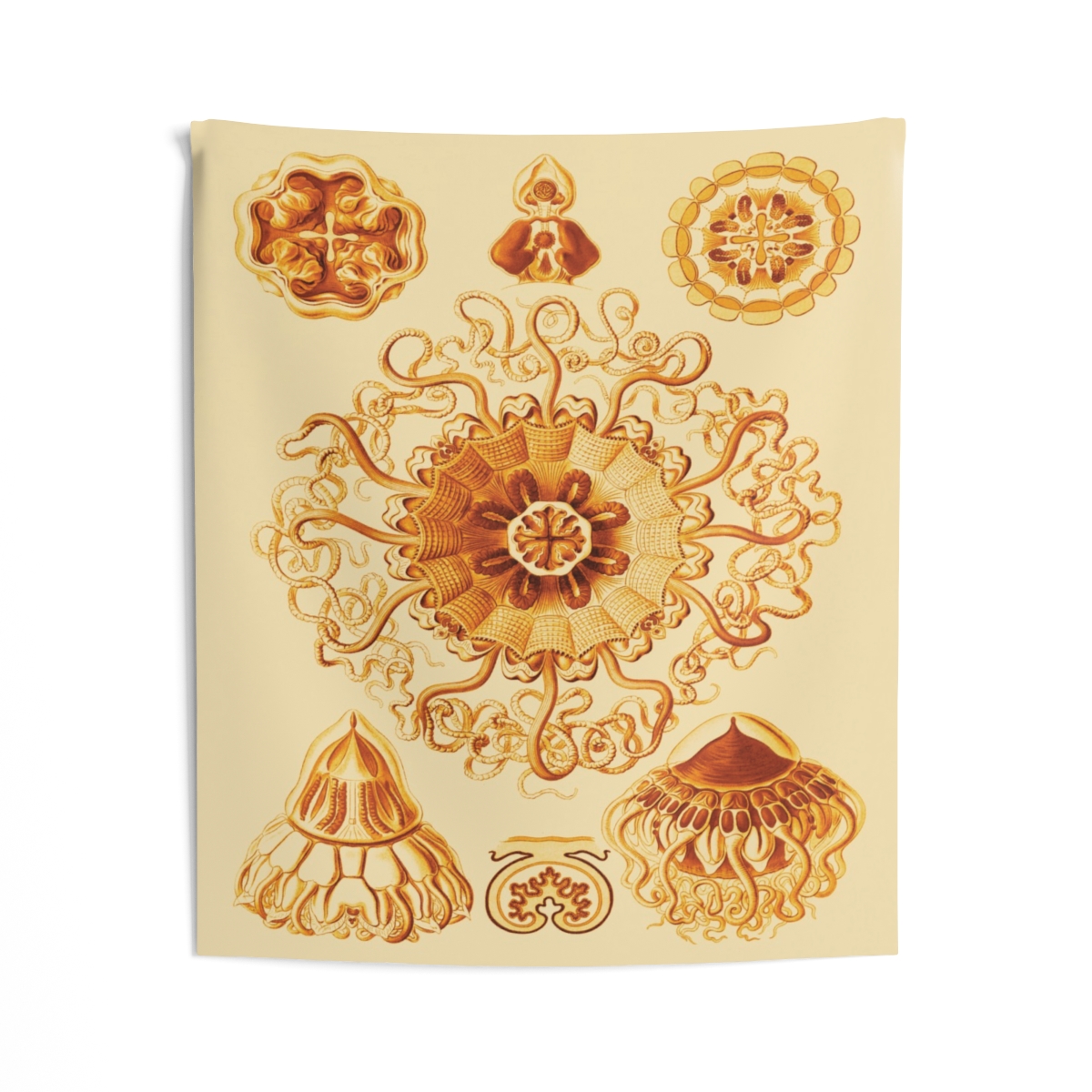Peromedusae Ernst Haeckel Indoor Wall Tapestry M4-5 - Image 2