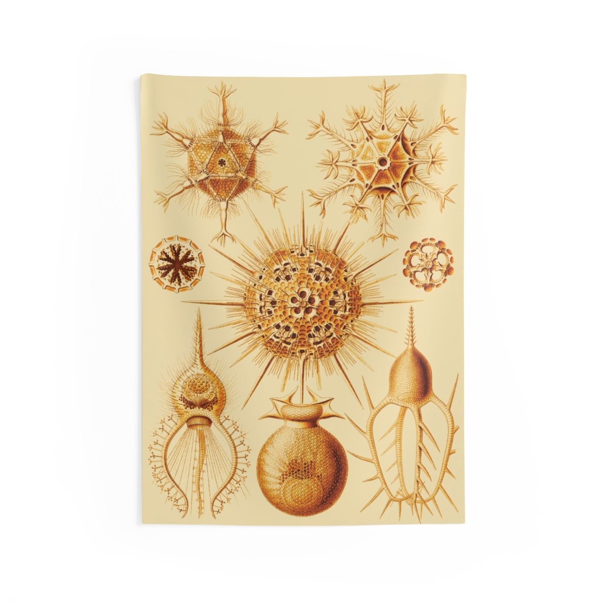 Phaeodaria Ernst Haeckel Indoor Wall Tapestry M4-1