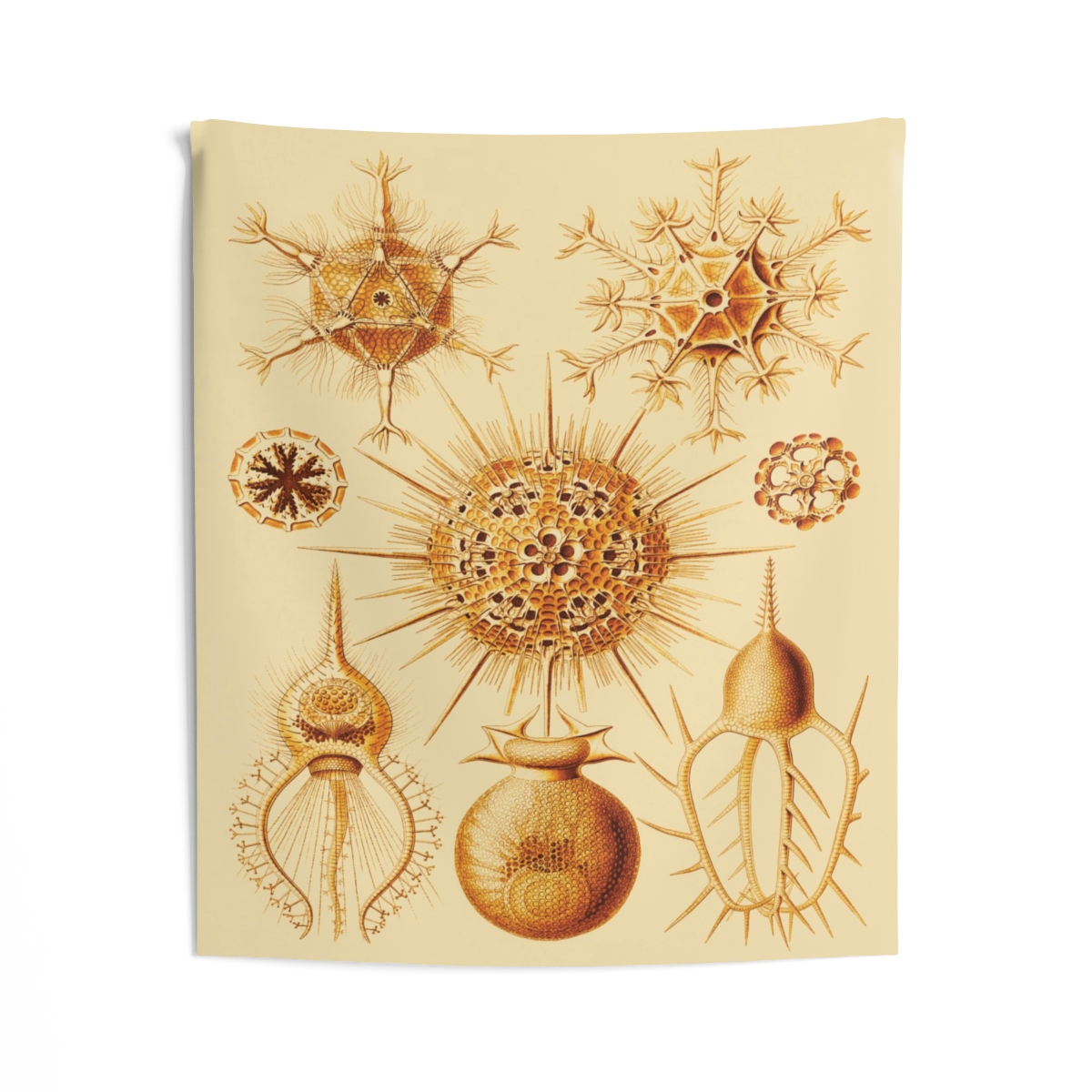 Phaeodaria Ernst Haeckel Indoor Wall Tapestry M4-1 - Image 2