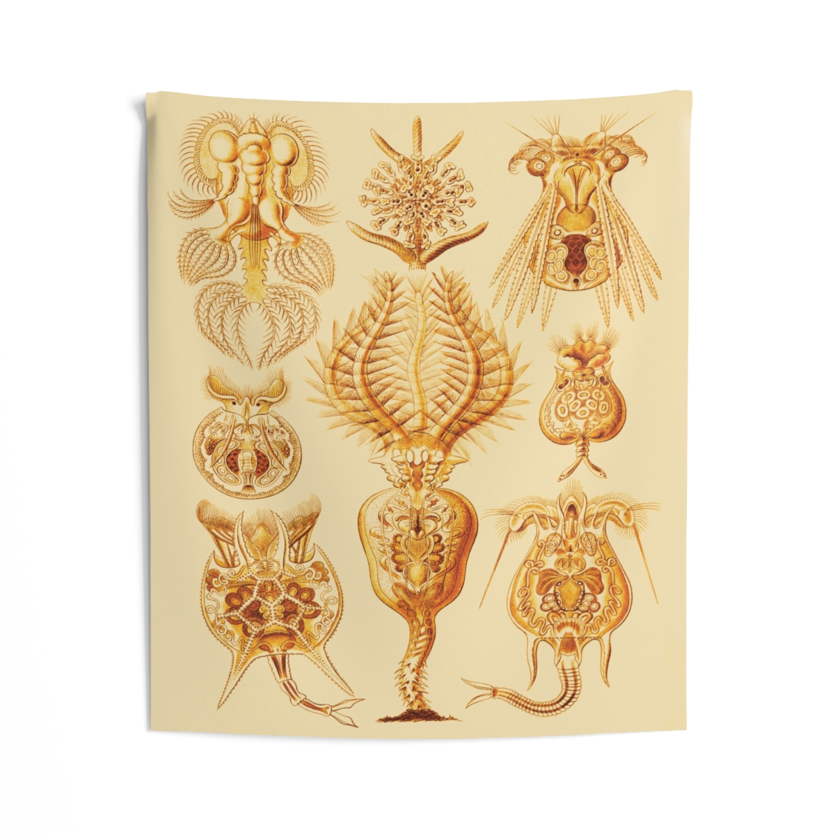 Rotatoria Ernst Haeckel Indoor Wall Tapestry M4-4 - Image 2