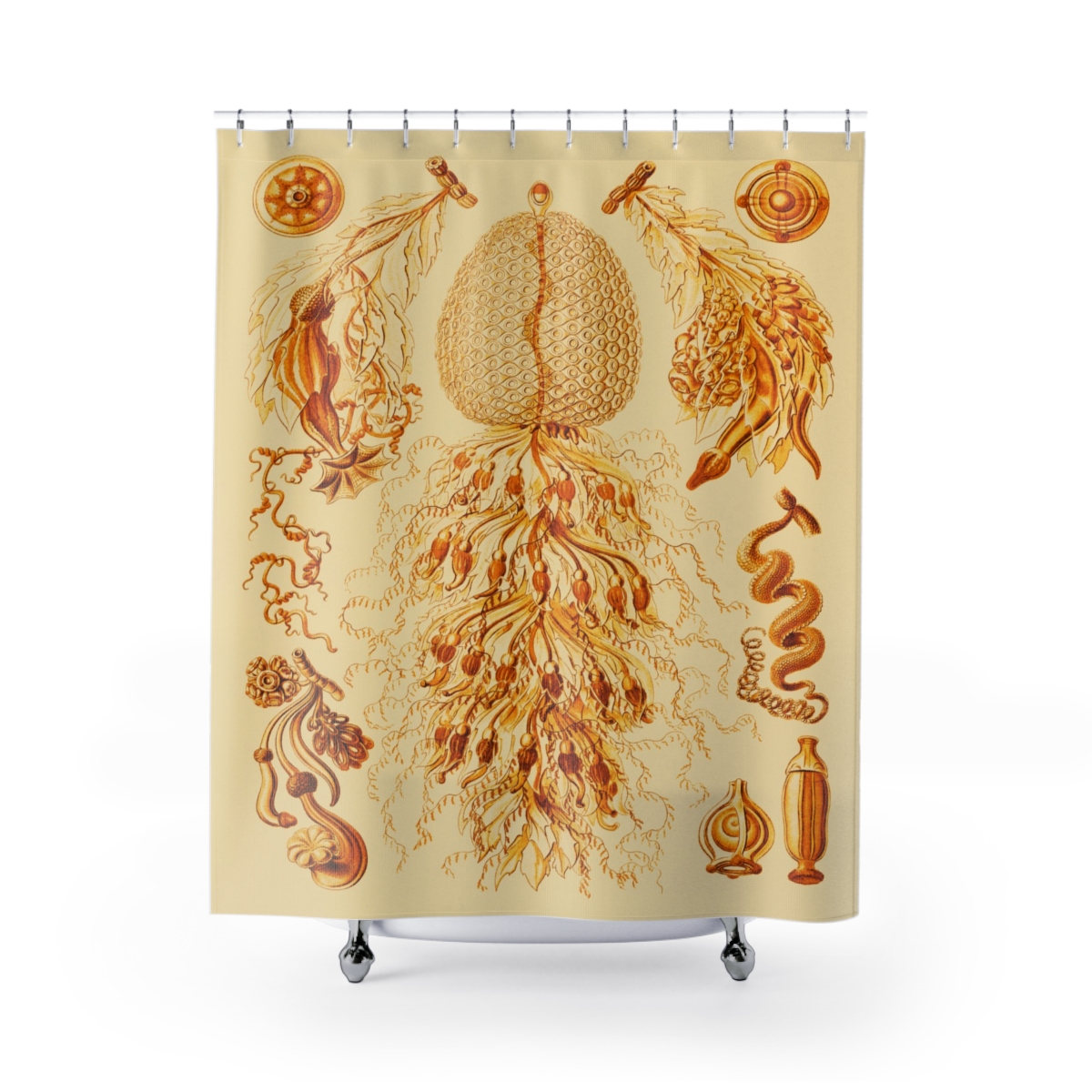 Siphonophorae Ernst Haeckel - Shower Curtain 1 Siphonophorae Ernst Haeckel - Shower Curtain