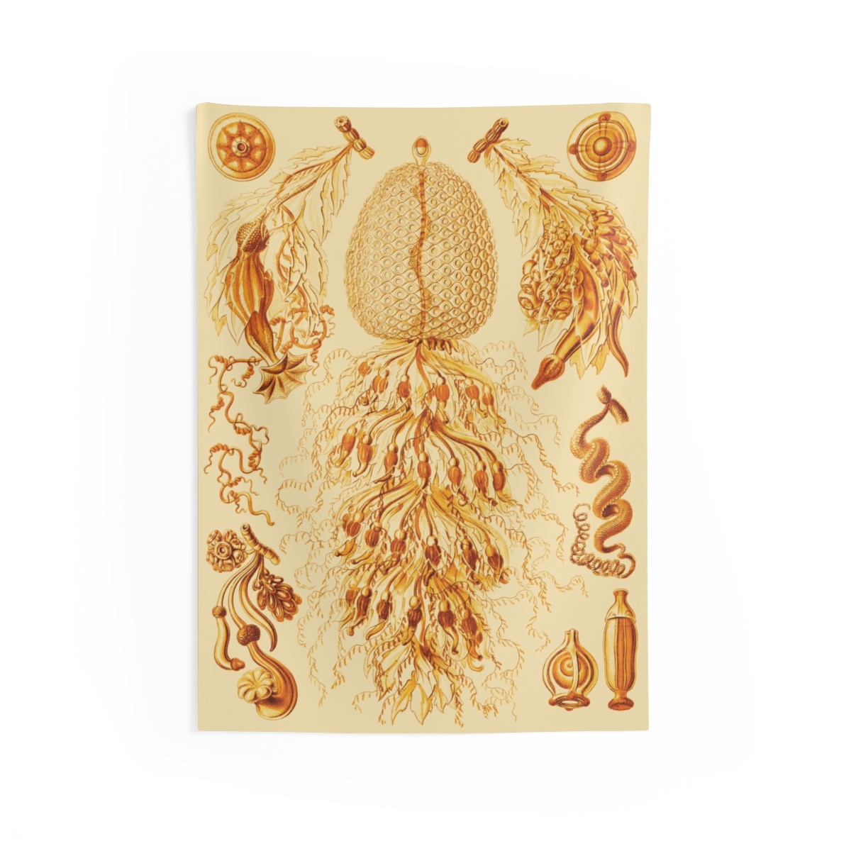 Siphonophorae, Ernst Haeckel - Indoor Wall Tapestry