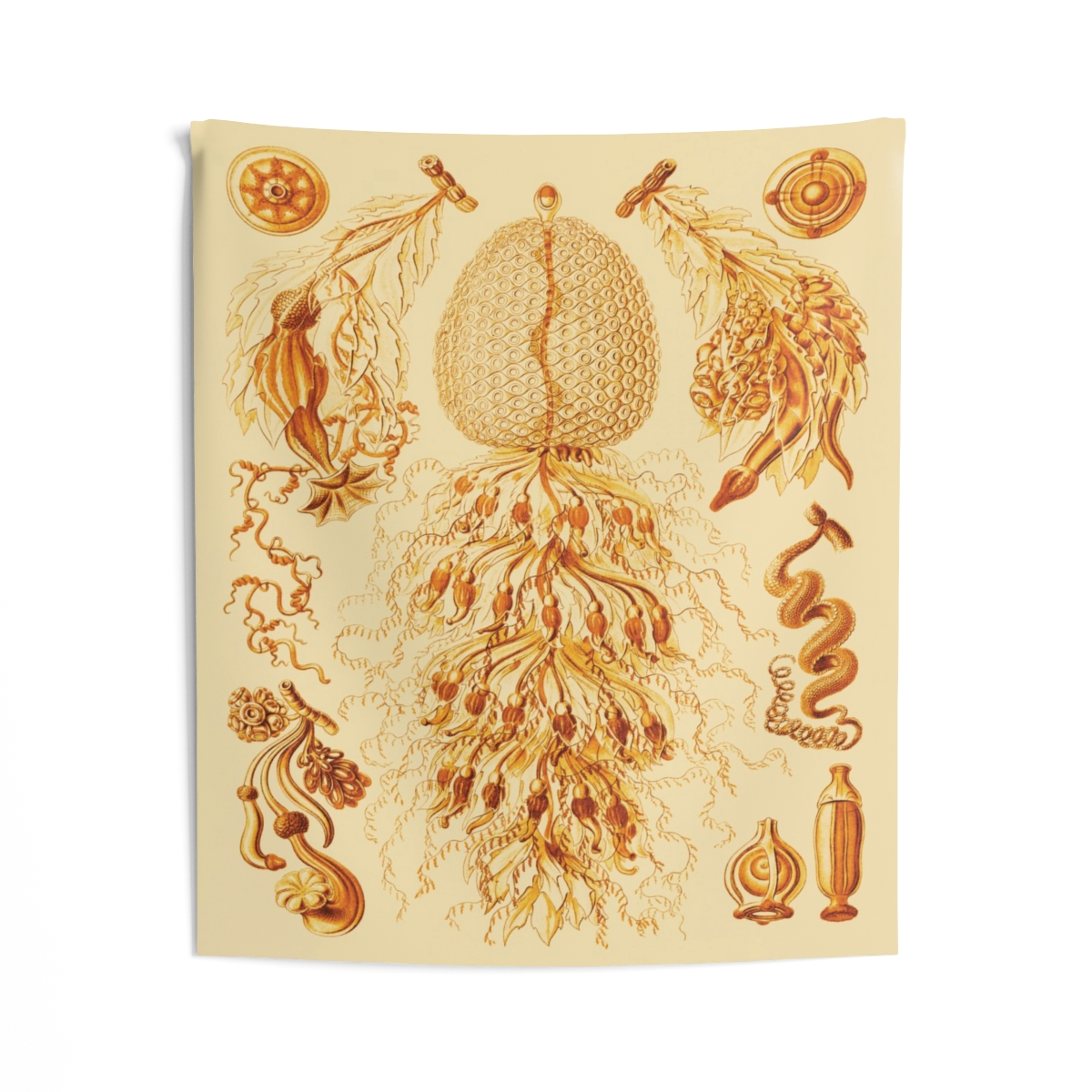 Siphonophorae, Ernst Haeckel - Indoor Wall Tapestry - Image 2
