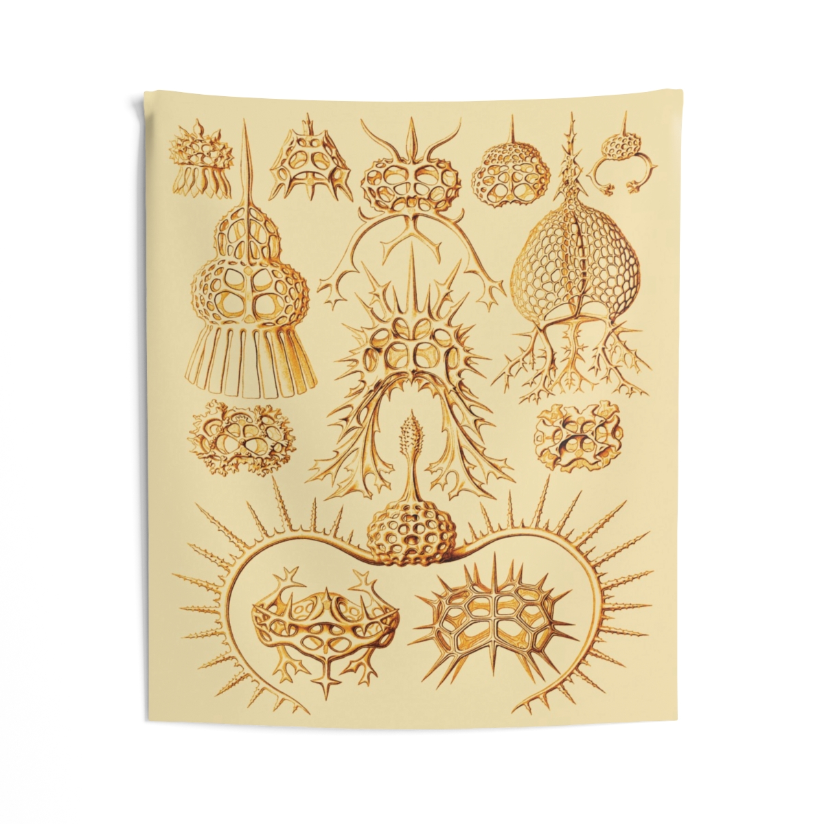 Spyroidea, Ernst Haeckel - Indoor Wall Tapestry - Image 2