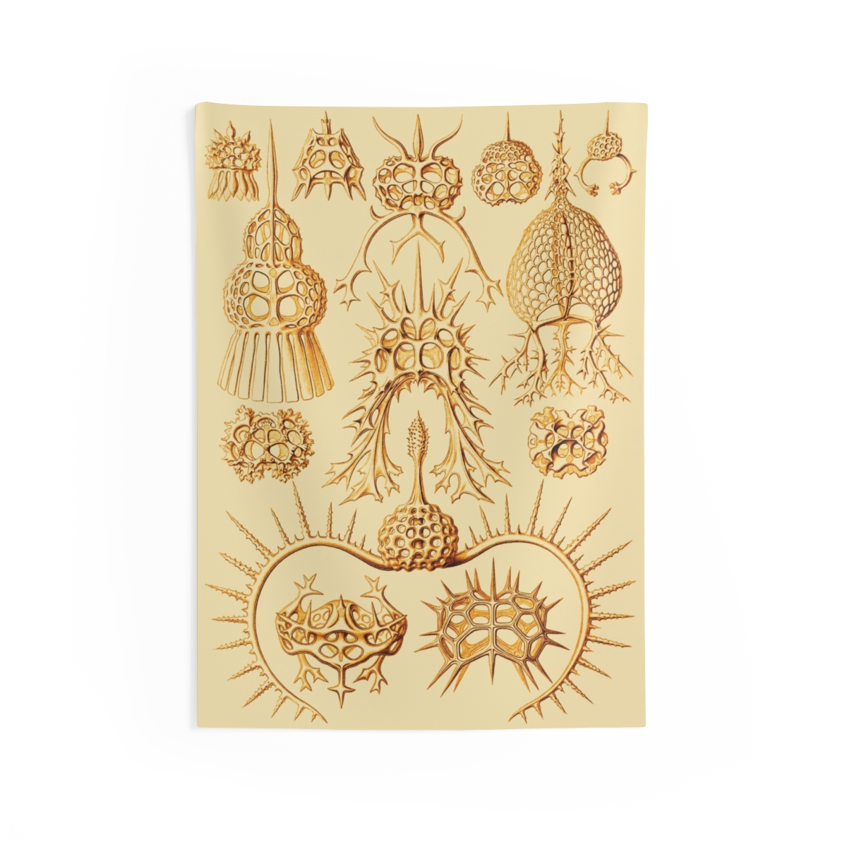Spyroidea, Ernst Haeckel - Indoor Wall Tapestry