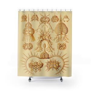 Spyroidea Ernst Haeckel - Shower Curtain