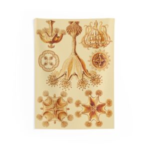Stauromedusae,  Ernst Haeckel - Indoor Wall Tapestry Stauromedusae,  Ernst Haeckel - Indoor Wall Tapestry