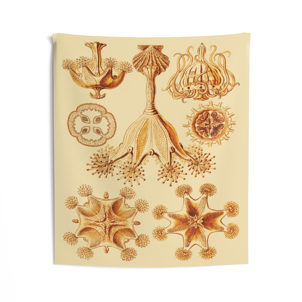 Stauromedusae,  Ernst Haeckel - Indoor Wall Tapestry 2 Stauromedusae,  Ernst Haeckel - Indoor Wall Tapestry - Image 2